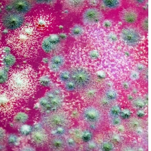 Image of fungal growth on a pink surface