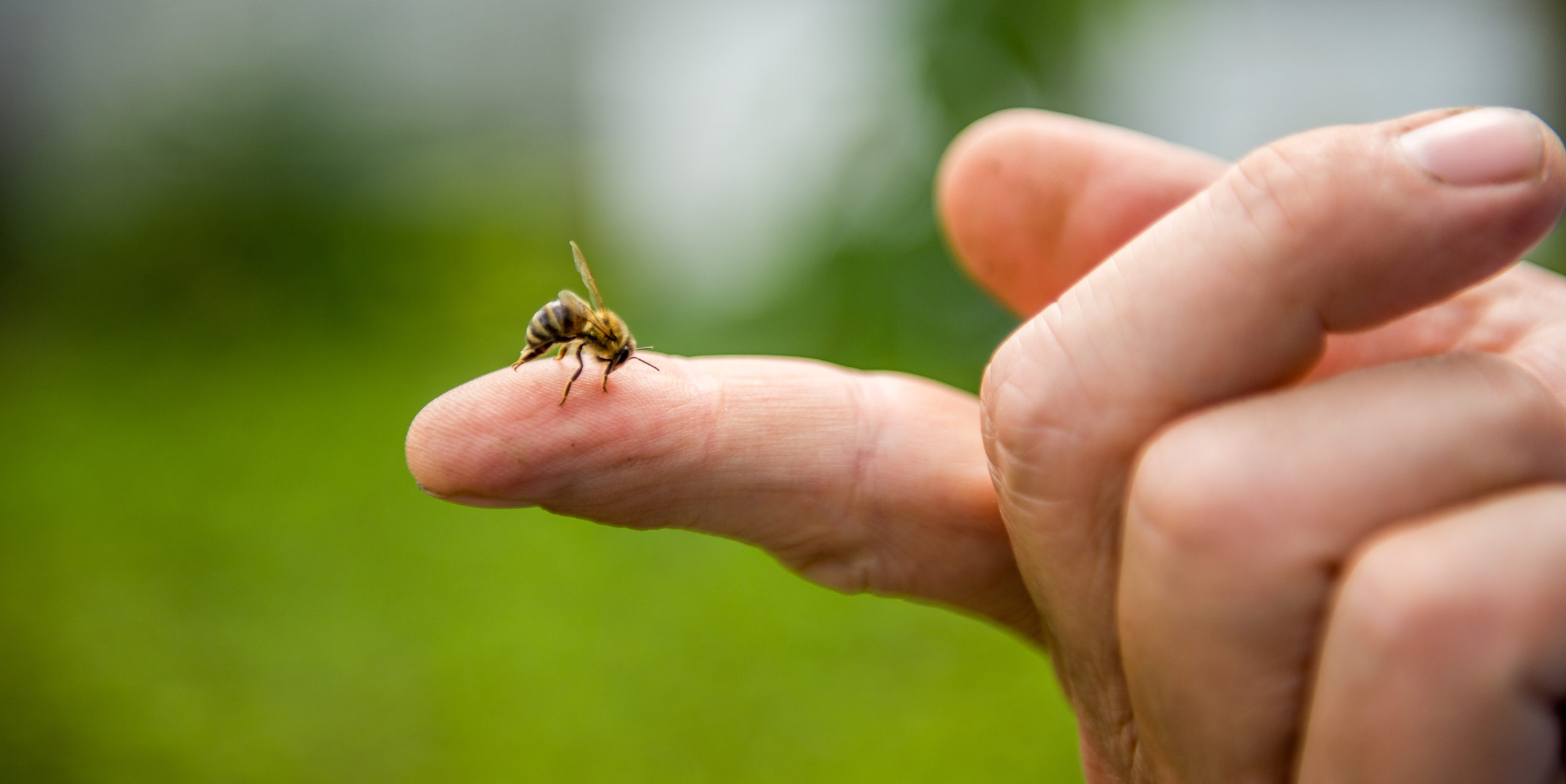 Image of a bee landing on someone’s finger